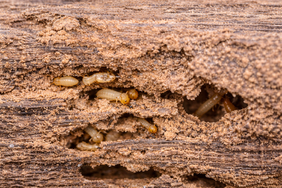diagnostic termites Var bois infesté termites maison Toulon