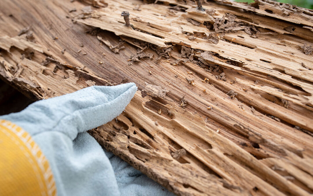 diagnostic termites Var bois attaqué termites maison Toulon